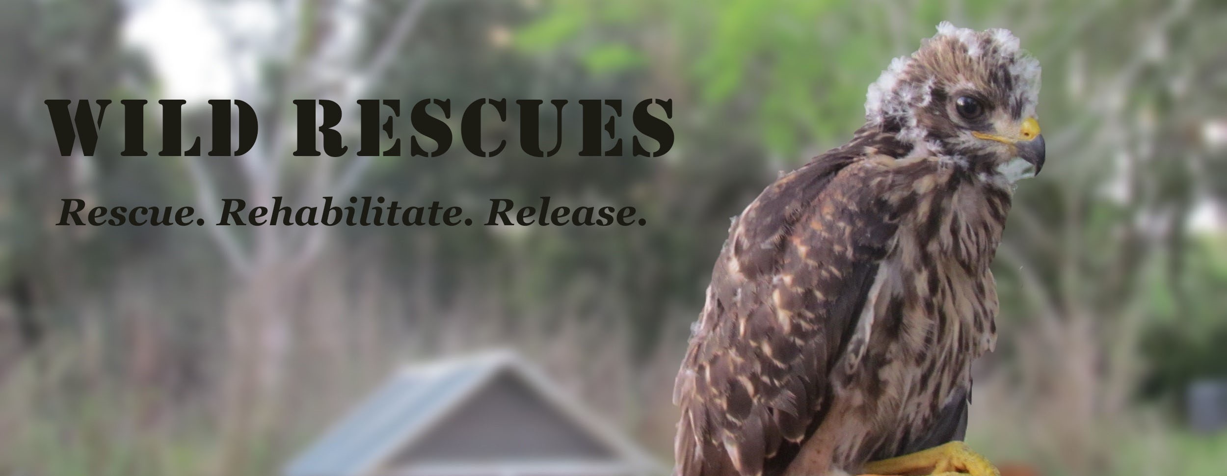 Rescued baby hawk